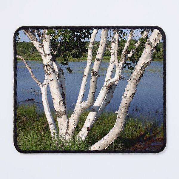 Item preview, Pontook Birch in Color designed and sold by Wayne King.