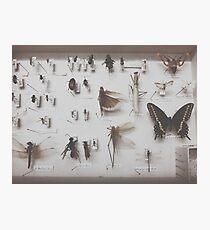 { entomology } Photographic Print
