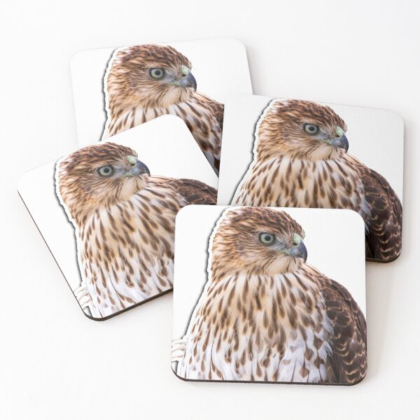 Item preview, Cooper's hawk designed and sold by hoopdajon.