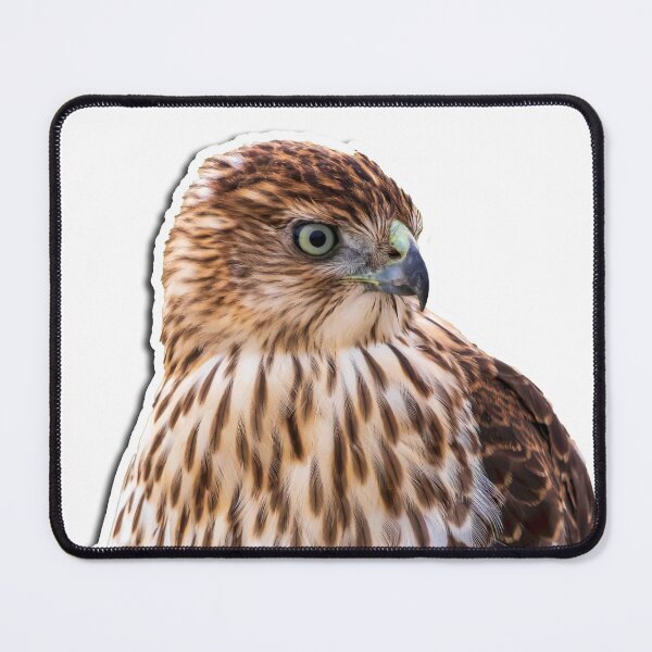 Item preview, Cooper's hawk designed and sold by hoopdajon.