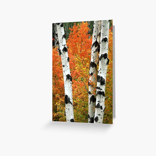 Trees of Fire Greeting Card