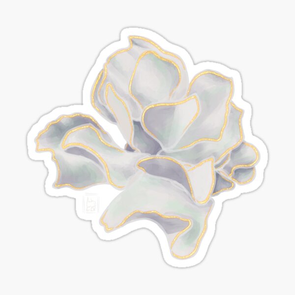 Succulent Jewels: Cotyledon “Silver Waves” Sticker