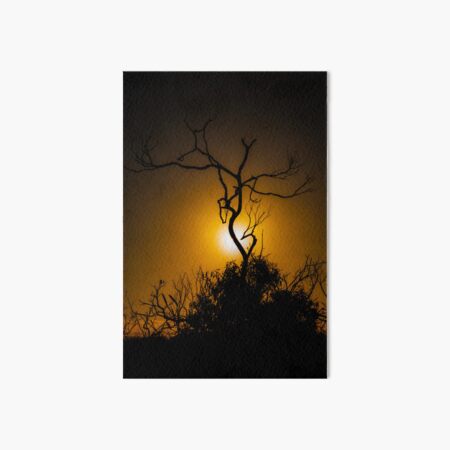 Sunset Through Tree in Currarong, Beecroft Peninsula, NSW Australia Art Board Print