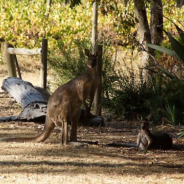 Artwork thumbnail, Kangaroos Amid the Vines: Australian Vineyard Wildlife by MagpieSprings
