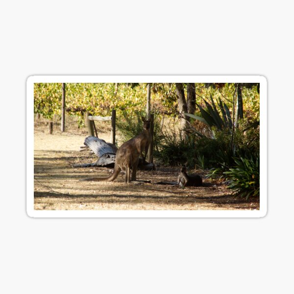 Item preview, Kangaroos Amid the Vines: Australian Vineyard Wildlife designed and sold by MagpieSprings.
