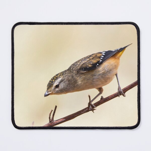 Item preview, Female Spotted Pardalote. designed and sold by David Hibberd.