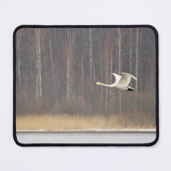 Item preview, Whoop. Whooper swan designed and sold by Jouko Lehto Photography.