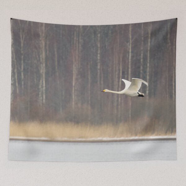 Item preview, Whoop. Whooper swan designed and sold by Jouko Lehto Photography.