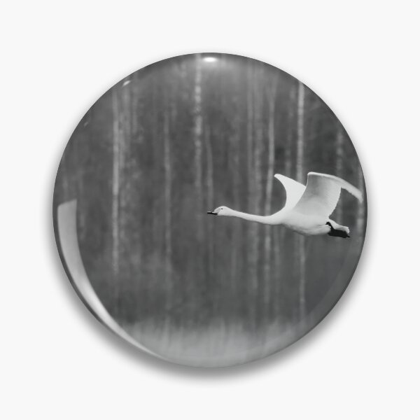 Artikelvorschau, Cygnus cygnus, Kuva-Lehto, Lehtokukka Fotografie, Lintu, Vogel, Kevät, Laulujoutsen, Luonto, Migration, Muutto, Natur, Frühling, Singschwan entworfen und verkauft von Jouko Lehto Photography.