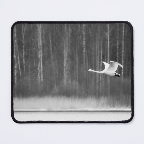 Item preview, Cygnus cygnus, Kuva-Lehto, Lehtokukka Photography, Lintu, bird, kevät, laulujoutsen, luonto, migration, muutto, nature, spring, whooper swan designed and sold by Jouko Lehto Photography.