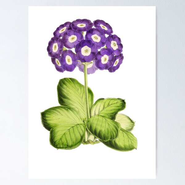 Item preview, Great Primrose Clothing or Primrose shirt & Primrose Accessories designed and sold by Printoweb.