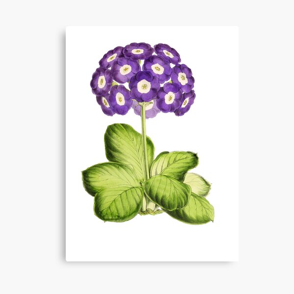 Great Primrose Clothing or Primrose shirt & Primrose Accessories Canvas Print