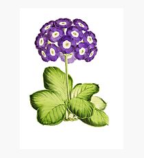 Great Primrose Clothing or Primrose shirt & Primrose Accessories Photographic Print