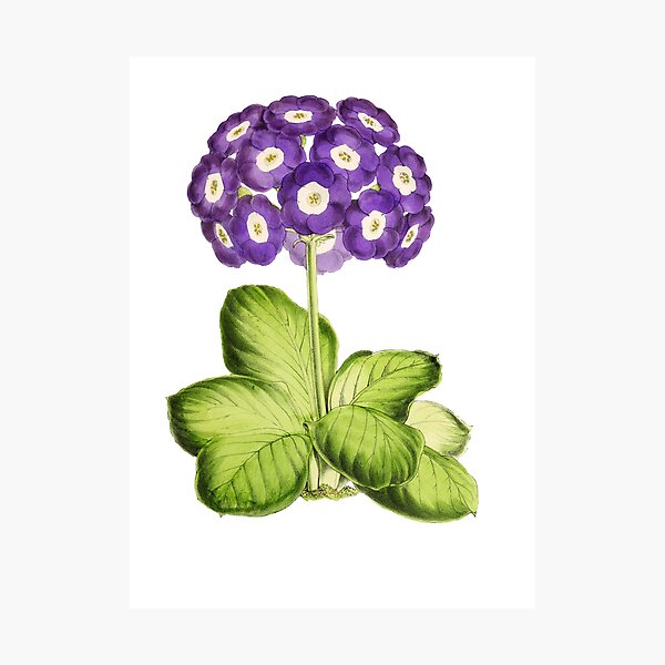 Item preview, Great Primrose Clothing or Primrose shirt & Primrose Accessories designed and sold by Printoweb.