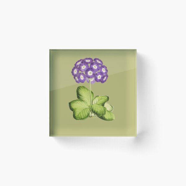 Item preview, Great Primrose Clothing or Primrose shirt & Primrose Accessories designed and sold by Printoweb.