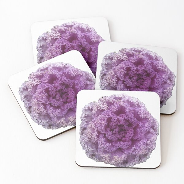 Item preview, gradient Purple cabbage isolated, look like flower designed and sold by pipikijung.