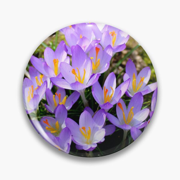 Item preview, Crocuses  designed and sold by McFleur's Lens.
