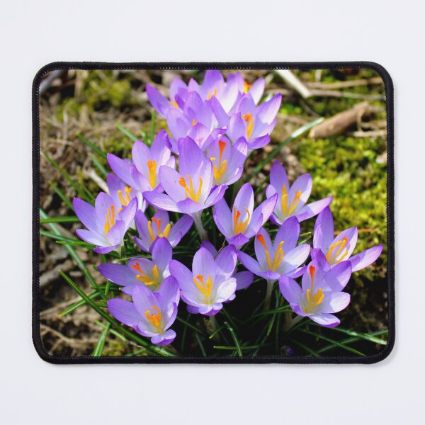 Item preview, Crocuses  designed and sold by McFleur's Lens.
