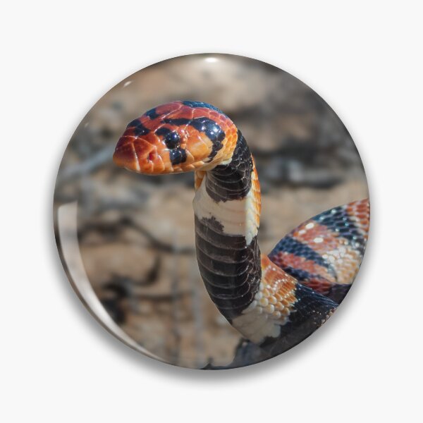 Item preview, Cape Coral Snake (Aspidelaps lubricus) designed and sold by Pixel Press Prints.