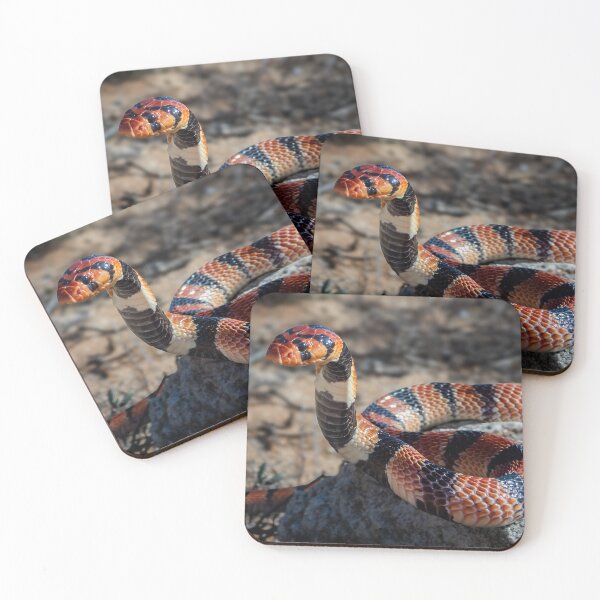 Item preview, Cape Coral Snake (Aspidelaps lubricus) designed and sold by Pixel Press Prints.