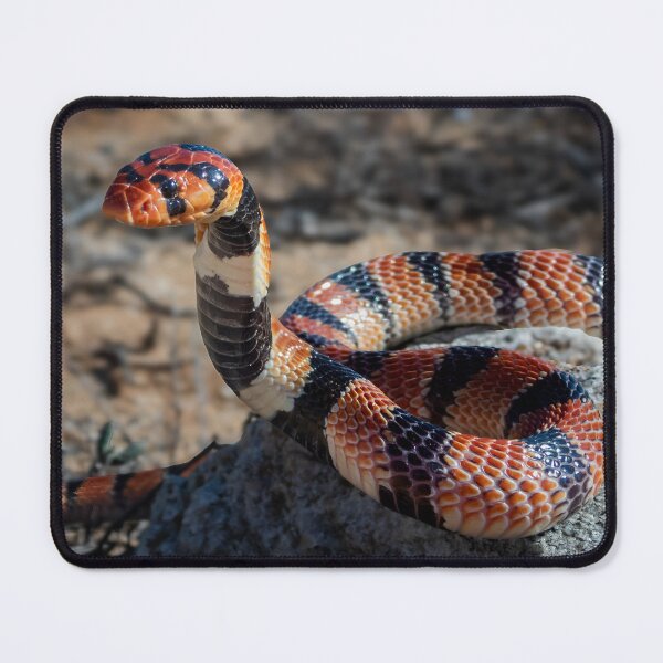 Item preview, Cape Coral Snake (Aspidelaps lubricus) designed and sold by Pixel Press Prints.