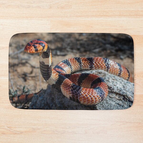 Item preview, Cape Coral Snake (Aspidelaps lubricus) designed and sold by Pixel Press Prints.