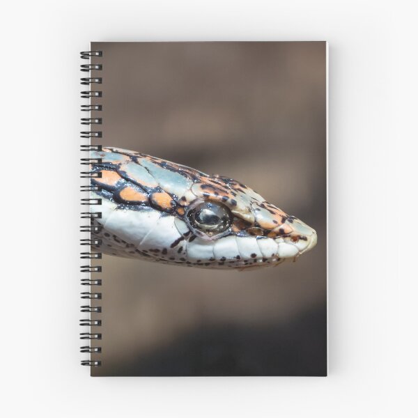 Item preview, Vine Snake (Thelotornis capensis) designed and sold by Pixel Press Prints.