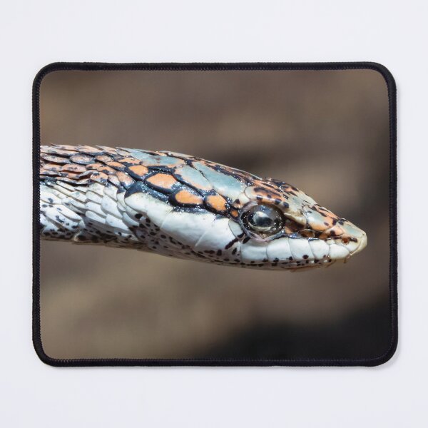 Item preview, Vine Snake (Thelotornis capensis) designed and sold by Pixel Press Prints.