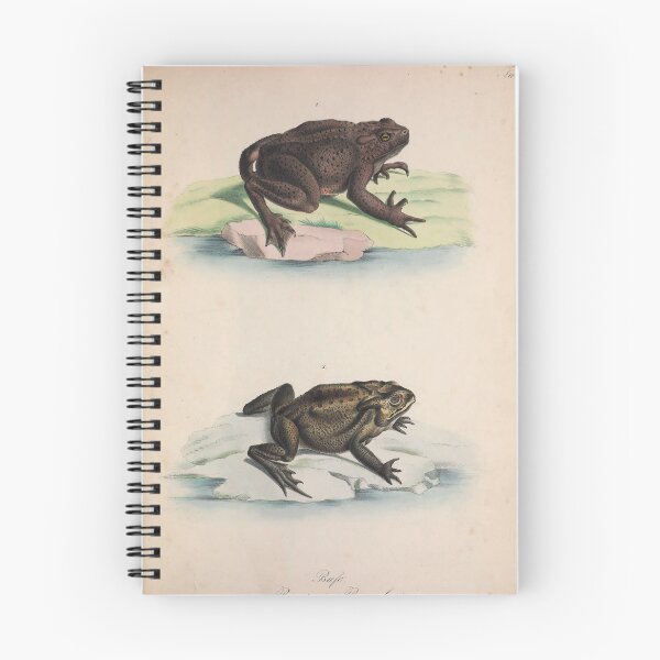 Item preview, Antique Scientific Zoological Illustration – 19th Century Toad Engraving designed and sold by InnerCitadel.