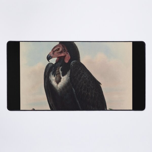 Item preview, Antique Vulture Illustration – Vintage Ornithology Print designed and sold by InnerCitadel.