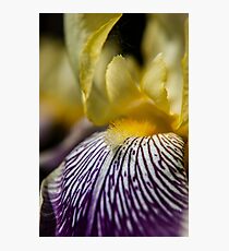Goldener Zebra Iris Marco Fotodruck