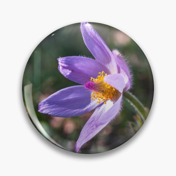 Item preview, Pulsatilla Grandis designed and sold by Gabszab.
