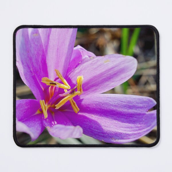 Item preview, Autumn crocus 2 designed and sold by Gabszab.