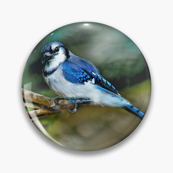 Item preview, American Blue Jay Perching designed and sold by Kay Brewer.