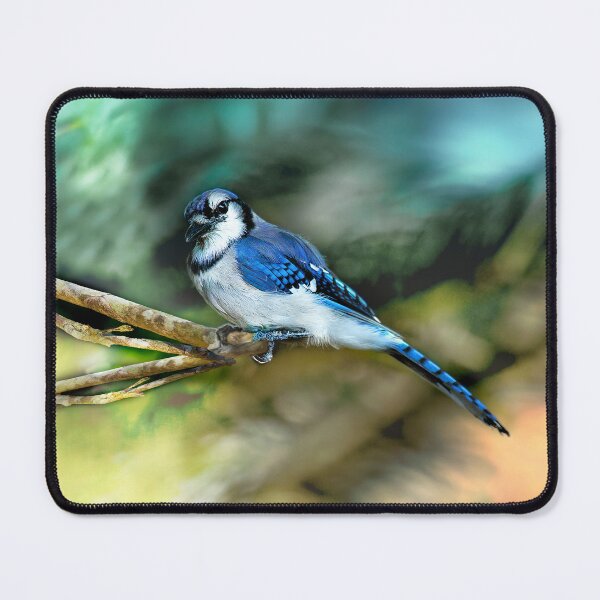 Item preview, American Blue Jay Perching designed and sold by Kay Brewer.