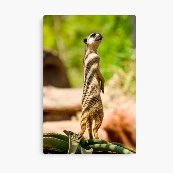 Item preview, Standing Meerkat designed and sold by LiamBudaiPhotography.