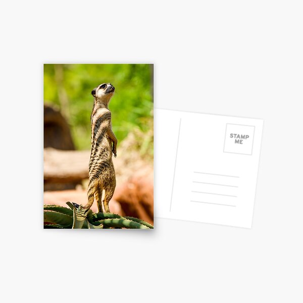 Item preview, Standing Meerkat designed and sold by LiamBudaiPhotography.