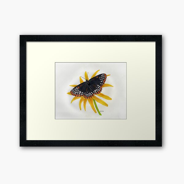 Item preview, Baltimore Checkerspot designed and sold by Art by Nancy Dennehy.