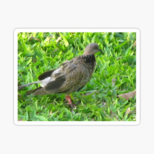 Item preview, Spotted Dove: Earth Tones, Grassy Perch designed and sold by ViperSimaYi.