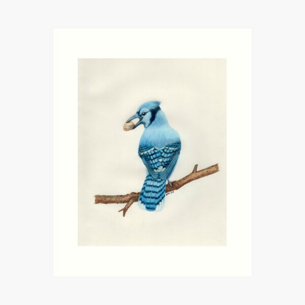 Aperçu de l'œuvre Blue Jay créée et vendue par Art by Nancy Dennehy.