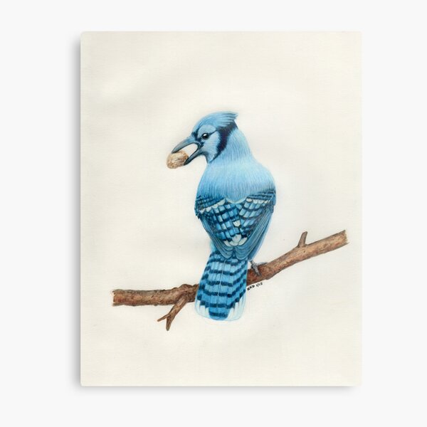 Aperçu de l'œuvre Blue Jay créée et vendue par Art by Nancy Dennehy.
