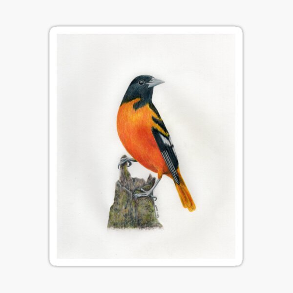Item preview, Baltimore Oriole designed and sold by Art by Nancy Dennehy.