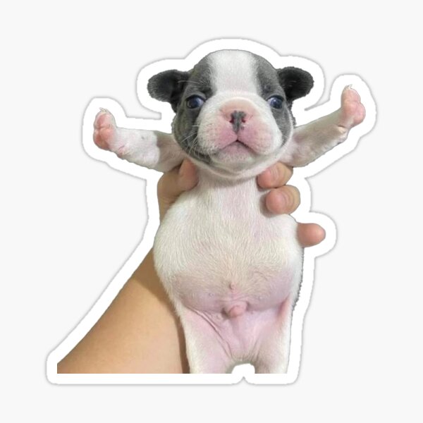 Item preview, Stop Fighting Pibble designed and sold by buryniceshop.