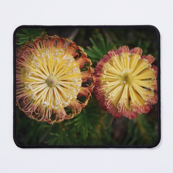 Item preview, Banksia spinulosa, ( 2 ) designed and sold by Larry Davis.