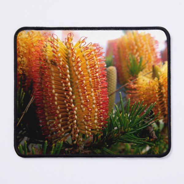 Item preview, Banksia spinulosa  ( 3 ) designed and sold by Larry Davis.
