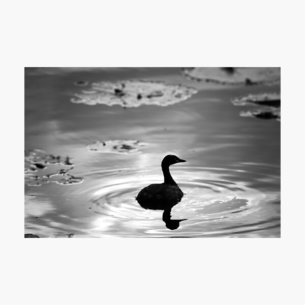 Item preview, Little water bird designed and sold by BlacknWhiteAus.