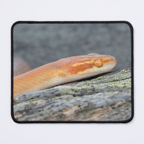 Item preview, Bug-Eyed House Snake (Boaedon mentalis) designed and sold by Pixel Press Prints.