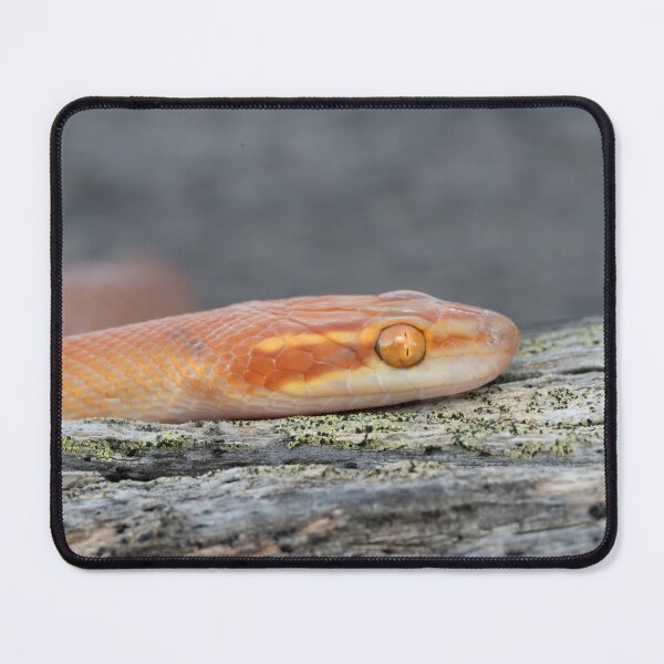 Item preview, Bug-Eyed House Snake (Boaedon mentalis) designed and sold by Pixel Press Prints.