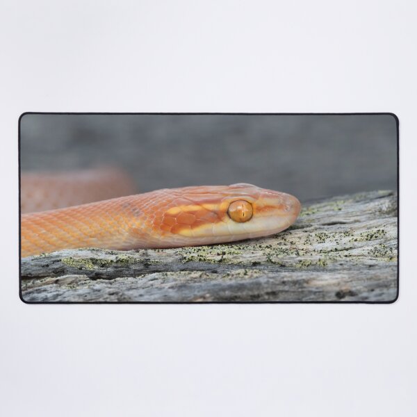 Item preview, Bug-Eyed House Snake (Boaedon mentalis) designed and sold by Pixel Press Prints.