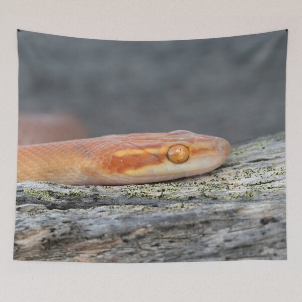 Item preview, Bug-Eyed House Snake (Boaedon mentalis) designed and sold by Pixel Press Prints.